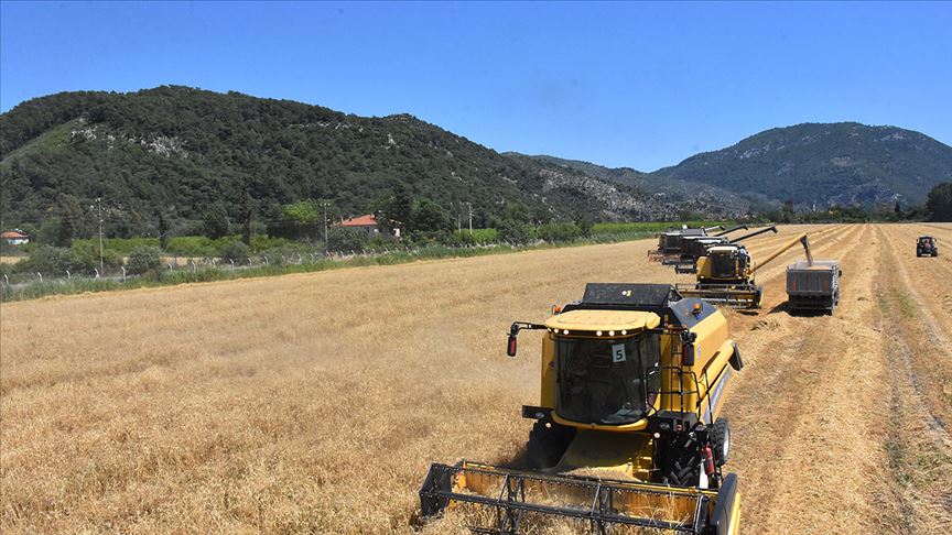 TMO/Güldal: Buğday üretiminde 30 yılın rekoru kırıldı