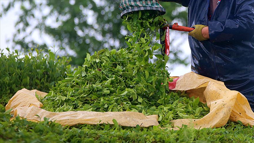 Rize'den yapılan 4 aylık çay ihracatı yüzde 159 arttı
