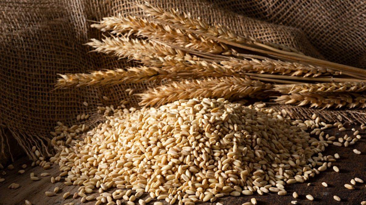 Buğday fiyatları, Rusya'nın Ukrayna'yı işgaliyle 9,5 yılın zirvesine yükseldi