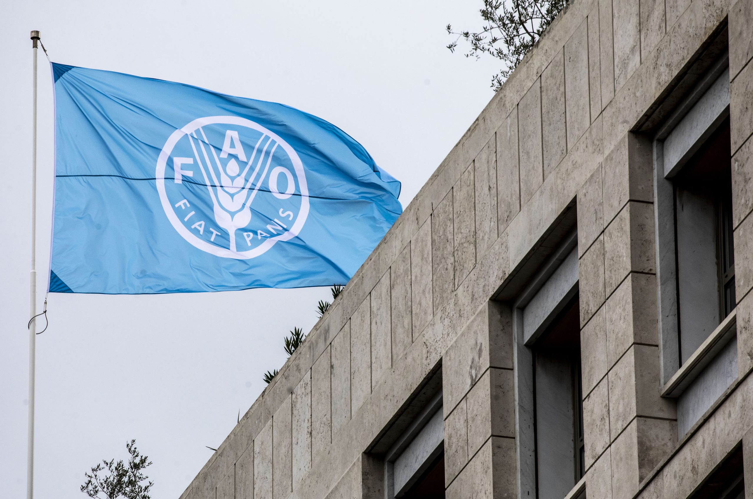 FAO: Gıda fiyat endeksi haziranda geriledi