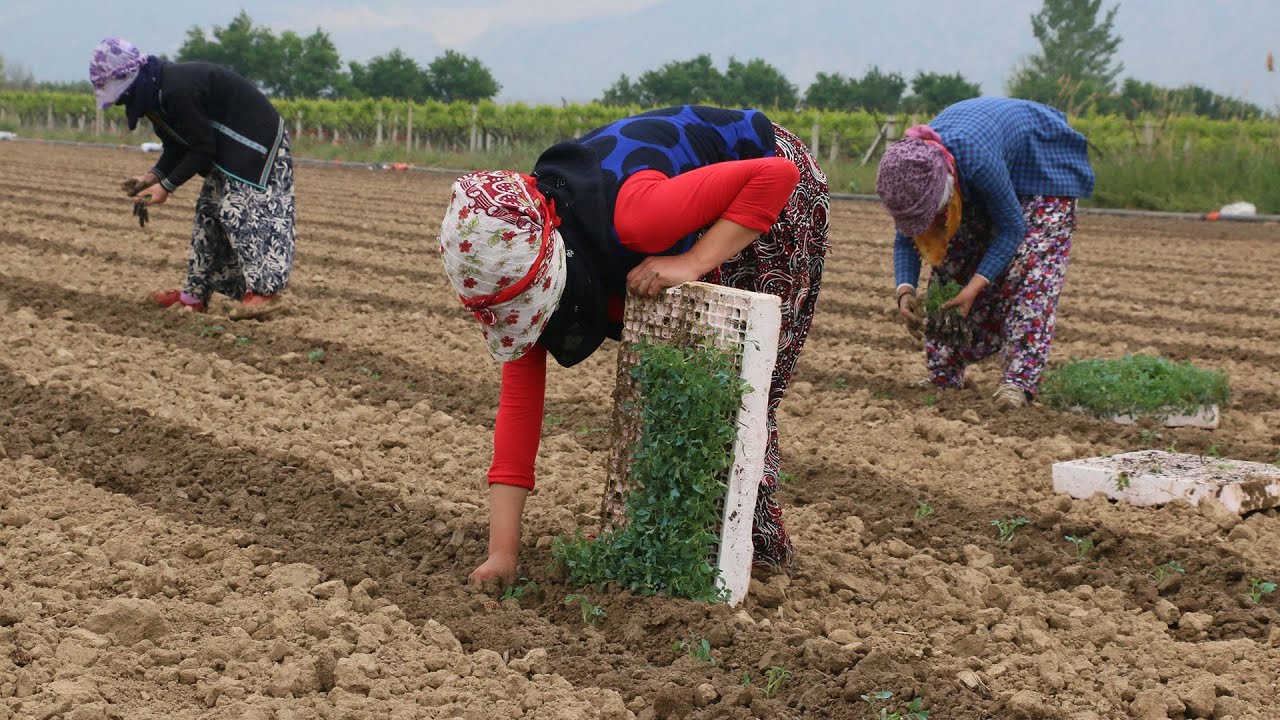 Tarım işçilerinin günlük ücreti 2023'te arttı