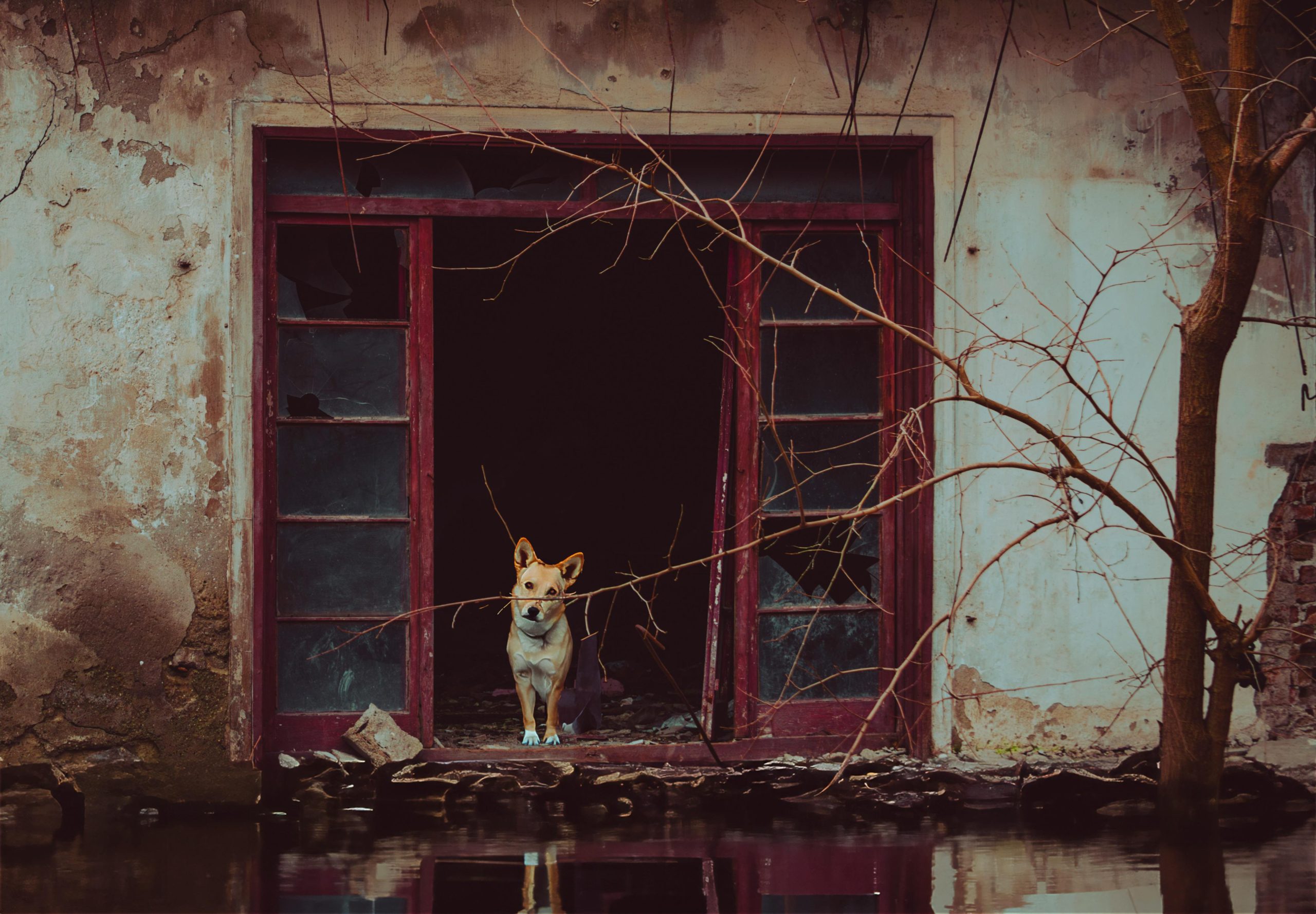 Sokak köpeklerinin uyutulmasının talep edileceği veterinerler tepkili: Biz yaşatmak için yemin ettik, öldürmek için değil