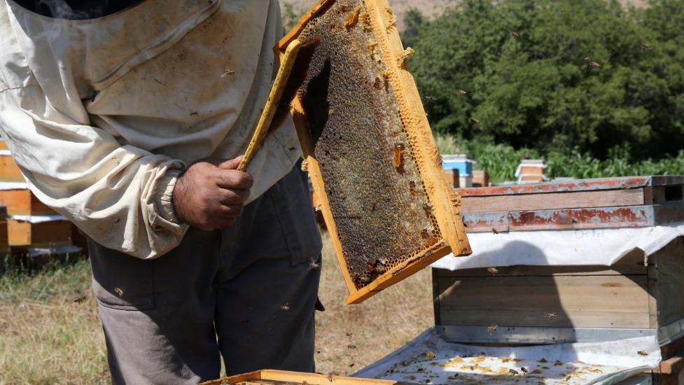 3 defa dünya birincisi olan Bitlis balı tescillendi