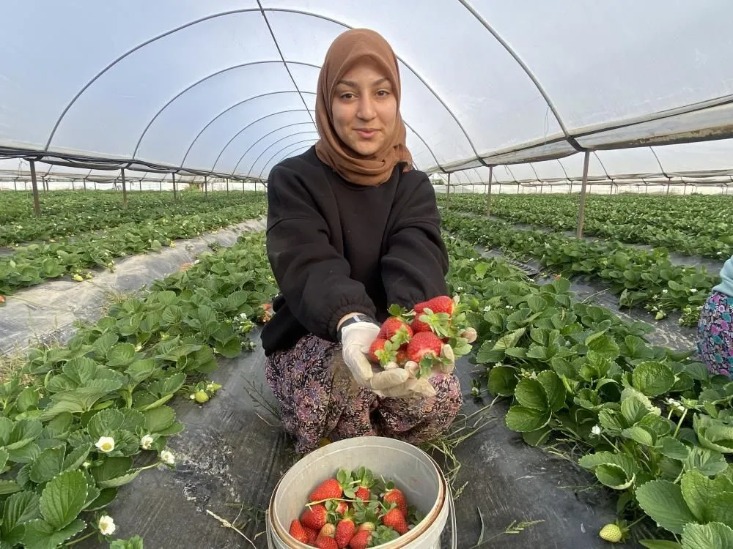 Çiftçi şoke oldu! 400 liradan satılıyordu, 1 ay içinde 90 liraya düştü