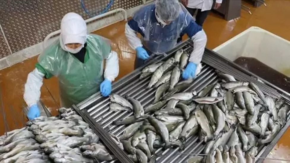 Doğu Karadeniz'in su ürünleri ihracat geliri arttı
