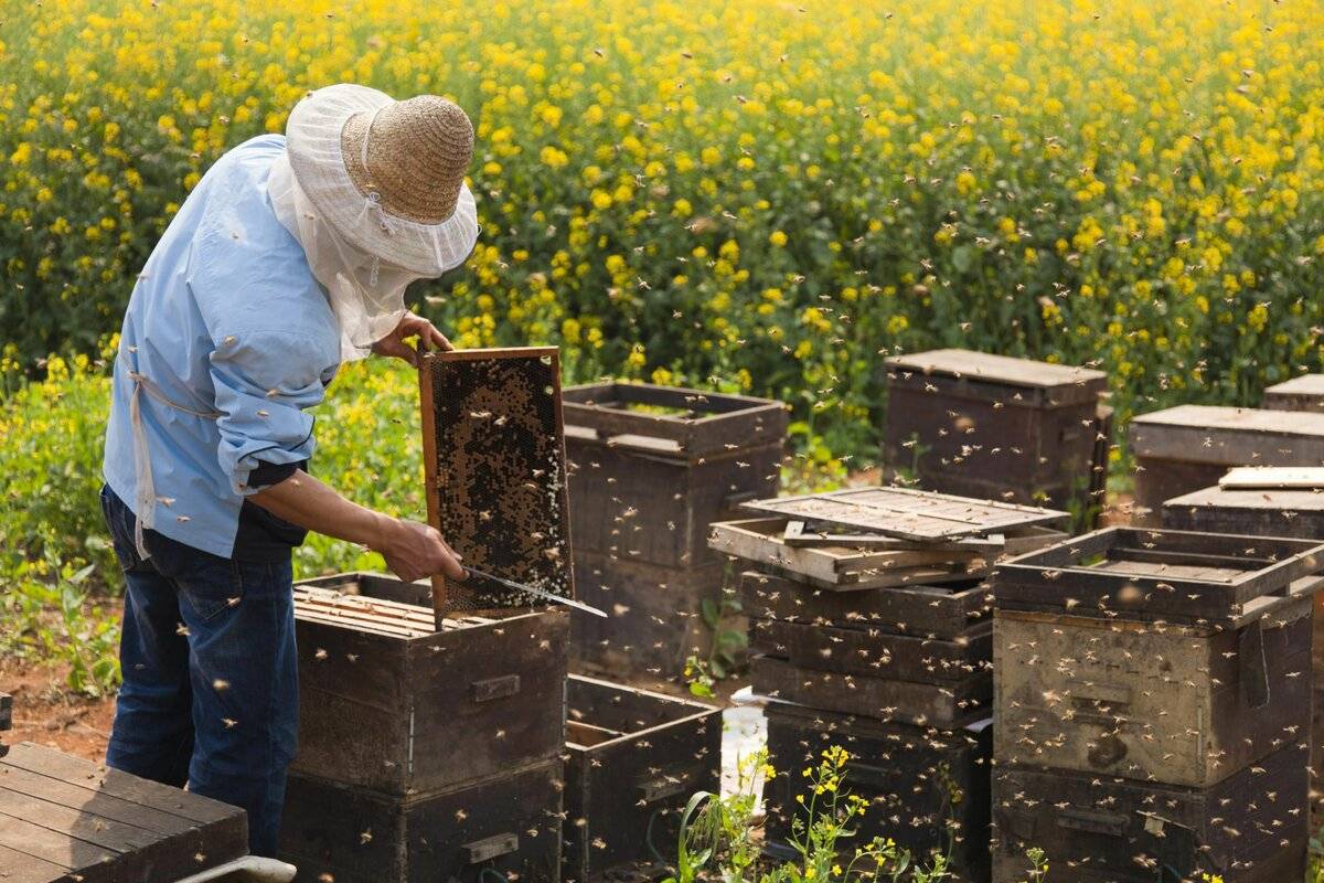 Türkiye, bal üretiminde dünya liderliğine göz dikti: 9 milyon 300 bin kovan