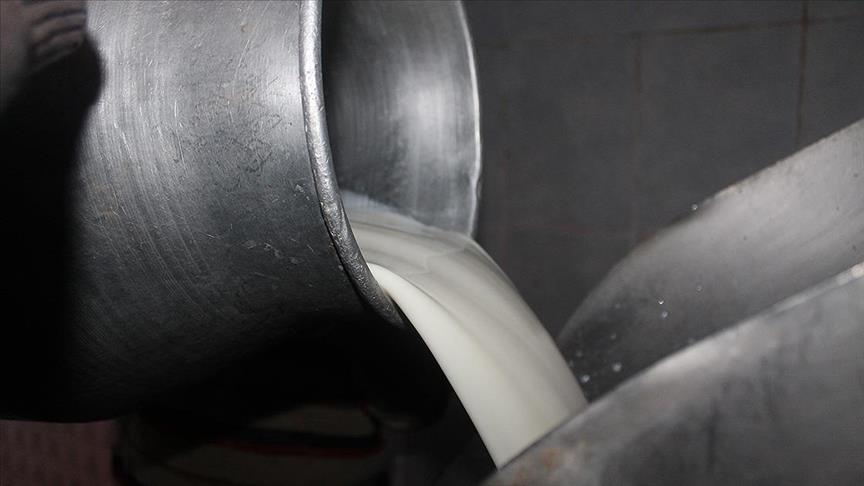 Ticari süt işletmeleri, 2024 Kasım'ında 896 bin 257 ton inek sütü topladı