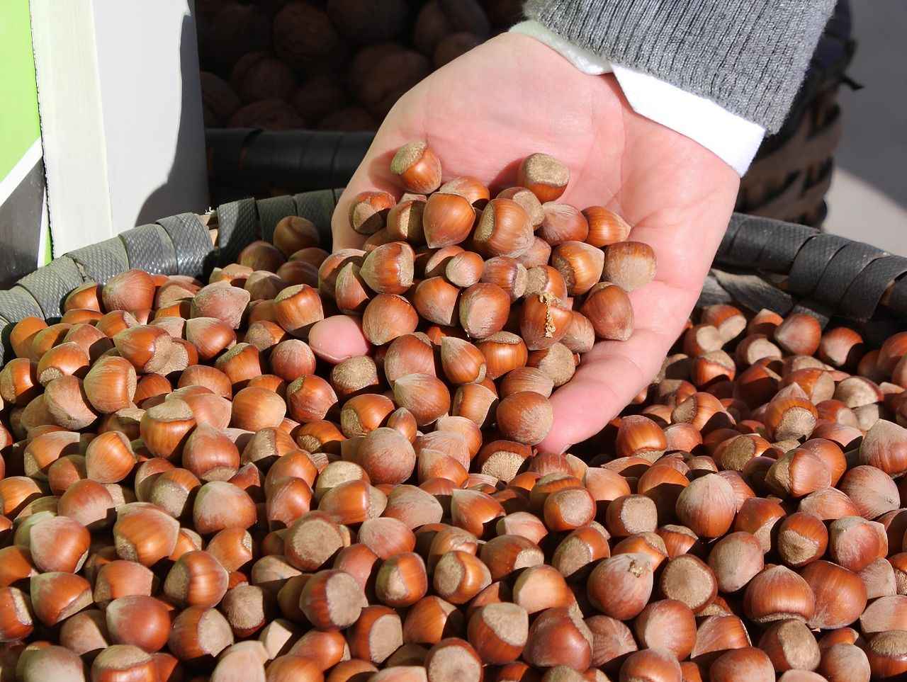 Türkiye'nin fındık ihracatı hız kesmiyor: İlk iki ayda 426 milyon dolar gelir