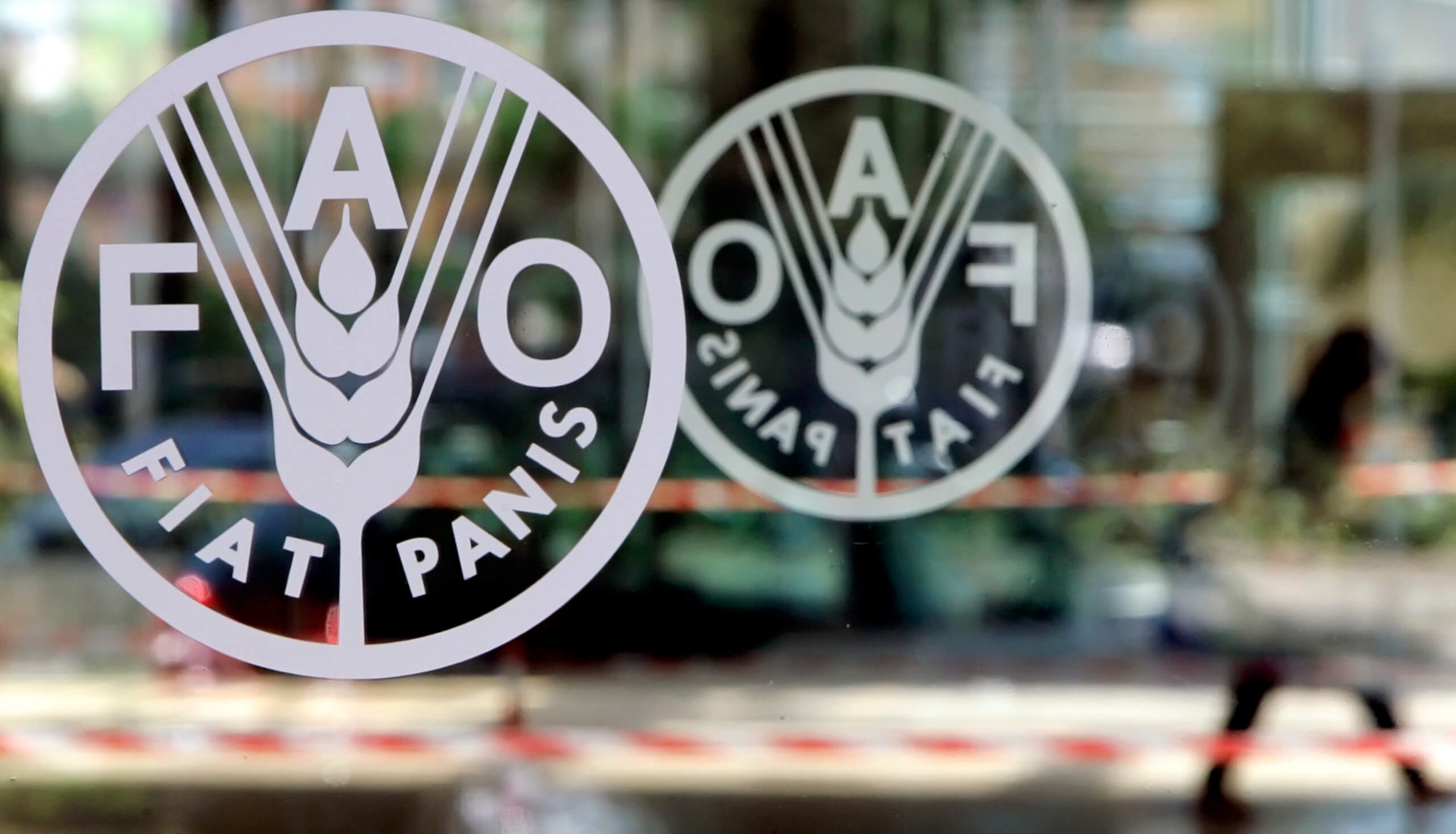 Sağlıklı beslenme maliyeti arttı: FAO'ya göre dünyada 645 milyon kişi açlıkla mücadele ediyor