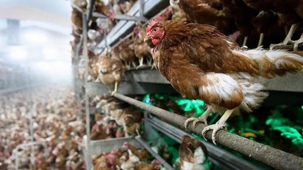 ABD'de yumurta krizi! 40 milyon tavuk öldü... Yeni zamlar kapıda!