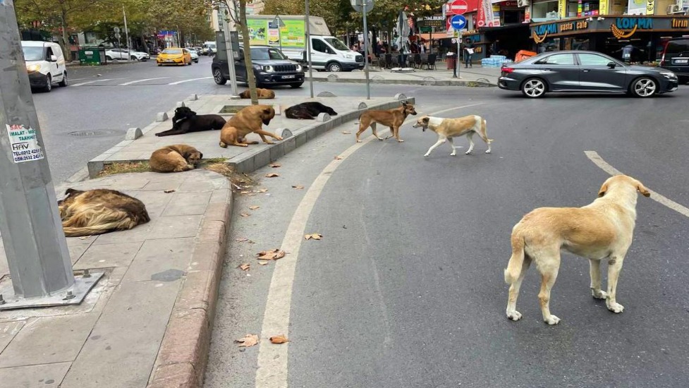 Sahipsiz hayvanların faturası belediyelere kesilecek! Her hayvan için 71 bin TL ceza