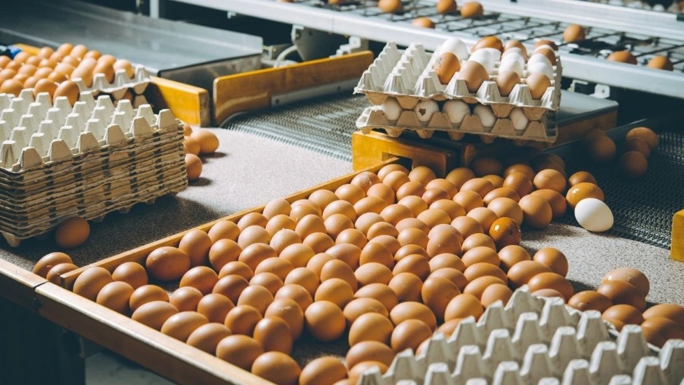 Yumurta fiyatlarına karşı ihracatta fon kesintisi artırıldı: Kilogram başına 1,5 TL'ye yükseltildi