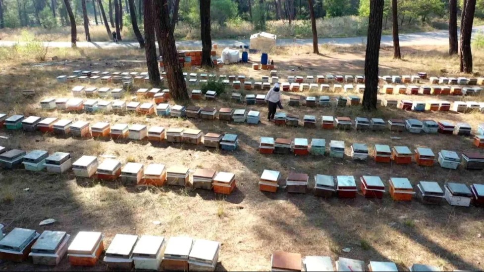 Arı yetiştiricileri kış desteği istiyor