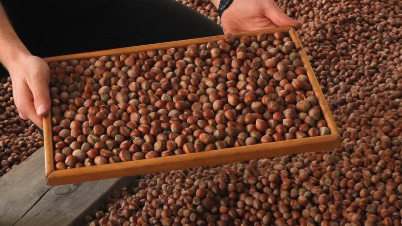 Türkiye, fındık ihracatından 2025'in ilk 5 ayında 1 milyar dolar gelir elde etti