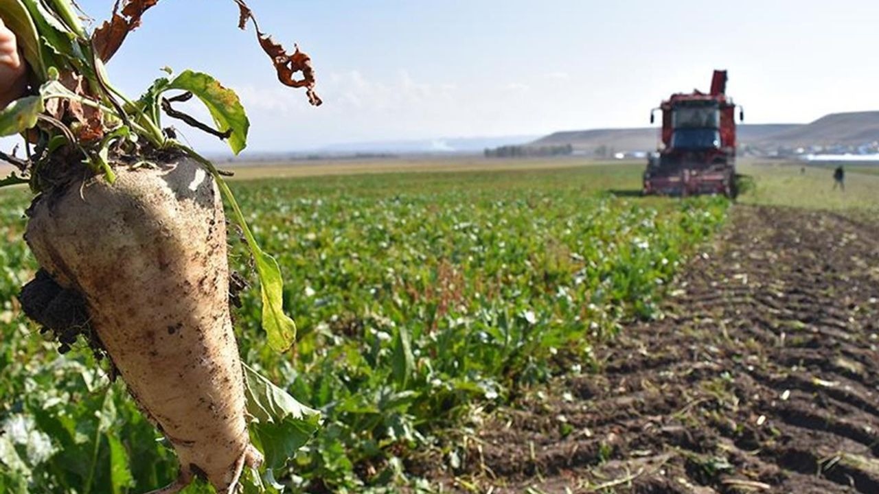 İklim değişikliği şeker pancarı üretimini tehdit ediyor