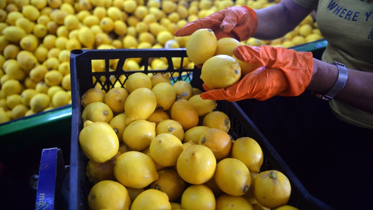TİGEM 1010 ton limonu satışa çıkarıyor: İhale tarihi belli oldu