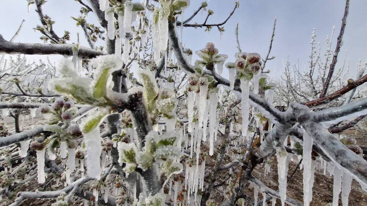 Meteoroloji’den zirai don alarmı: Türkiye genelini etkileyecek