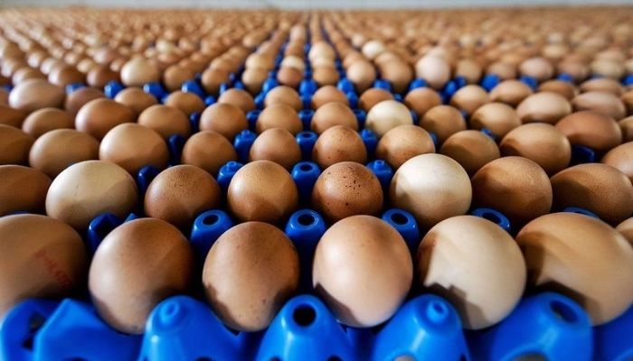 Yumurta fiyatları yüzde 50 geriledi, işte nedeni
