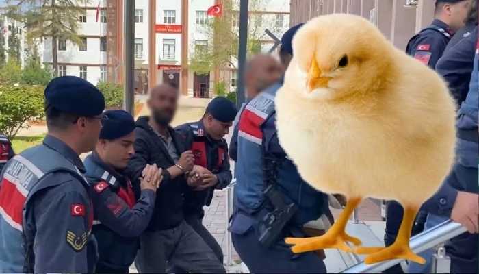 Kaçak civciv yetiştirenlere kelepçeli gözaltı