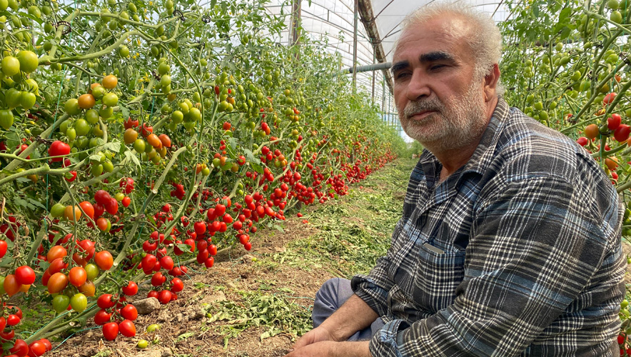 Bu kadar fark olur mu? Domates tarla fiyatıyla market fiyatı şaşırtıyor