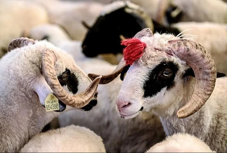 2025 Kurban Bayramı ne zaman? Bayram tatili 9 gün olur mu? Kurban Bayramı tarihleri