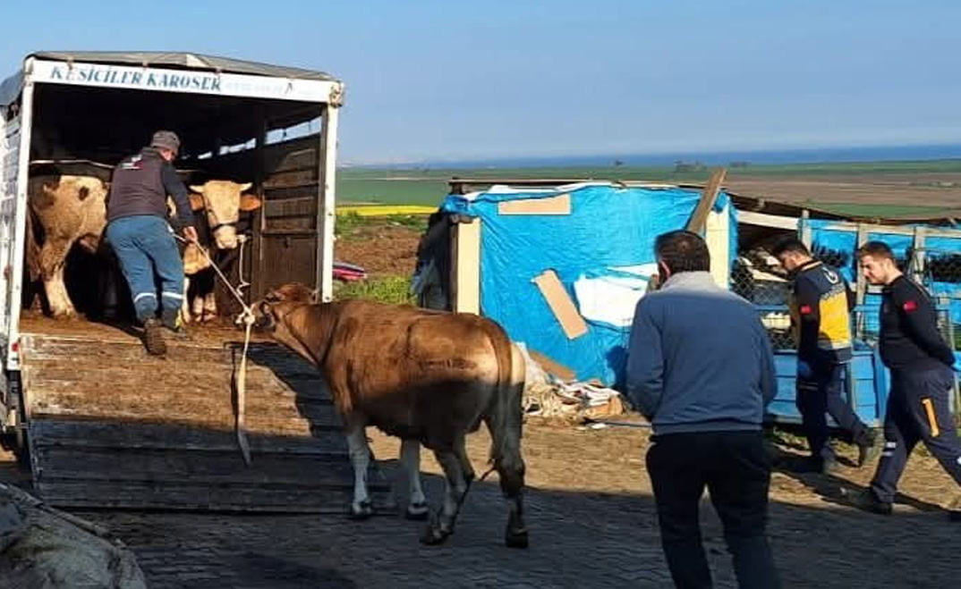 Yasa dışı getirilen büyükbaş hayvan sevkine 105 bin TL ceza