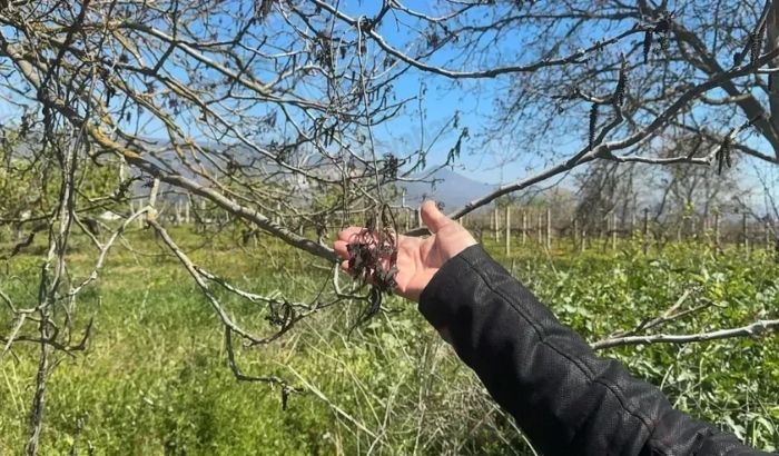 Zirai don sonrası üreticilere uyarı: Eksper gelmeden asmaları budamayın