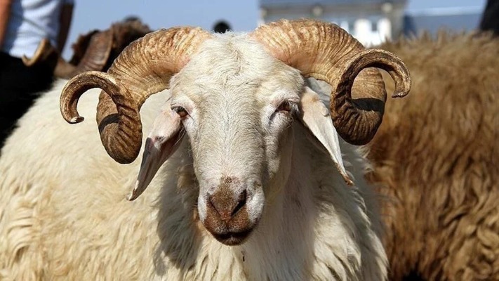Aliağa'da kurbanlık kesim fiyatları belli oldu