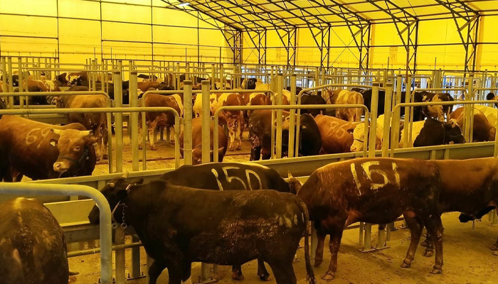 İstanbul'da Kurban Bayramı hazırlıkları: İBB, 4 ayrı merkezde hizmet verecek