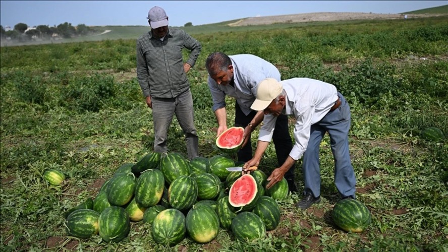 Karpuzun tarla fiyatıyla market fiyatı şaşırtıyor