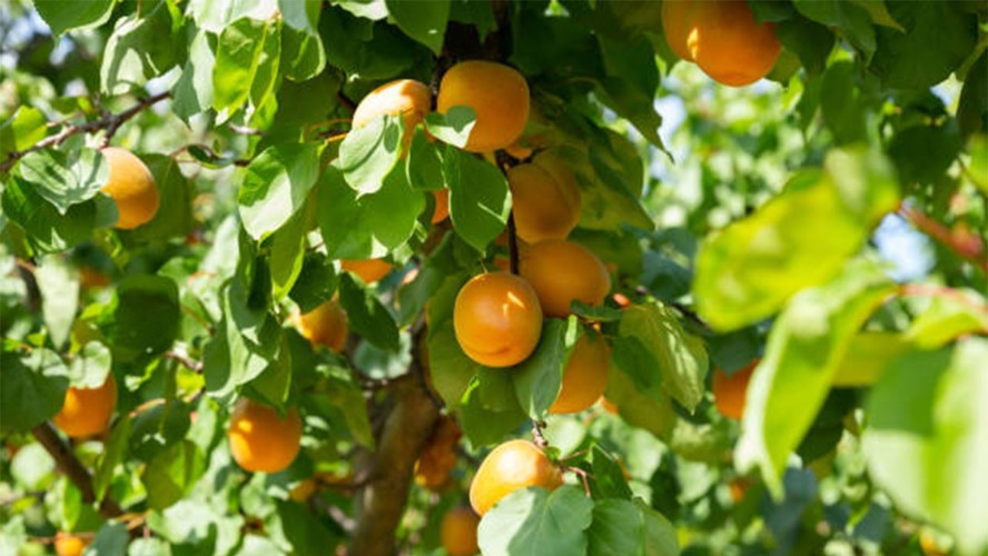 Mersin'in Mut ilçesinde kayısı hasadı başladı