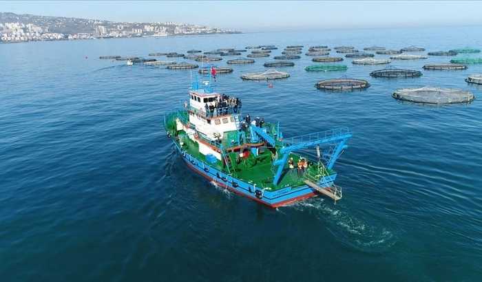 Su ürünleri ihracatı 2 milyar doları aştı: Türk somonu 5 yılda 17 kat büyüdü