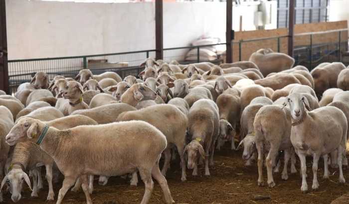 Küçükbaş hayvan üreticilerine 3,9 milyar liralık destek ödemesi bugün yapılacak