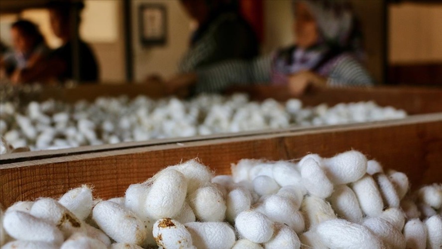 Türkiye’nin koza üretimi son 3 yılda yüzde 45 arttı