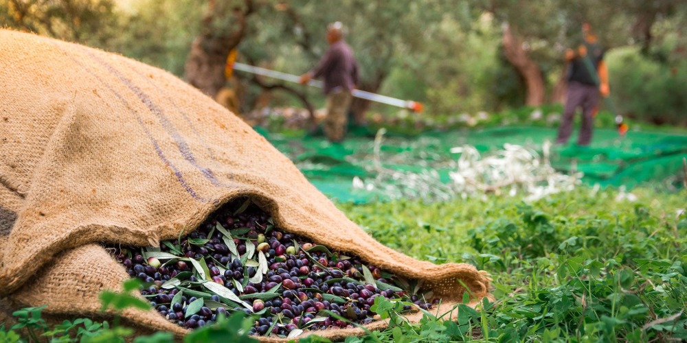 Borsaya hızlı girdi, yatırımla devam ediyor: Vişne’den 7 milyonluk alım