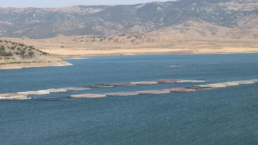 Yozgat'ın barajından Avrupa sofralarına balık ihracatı