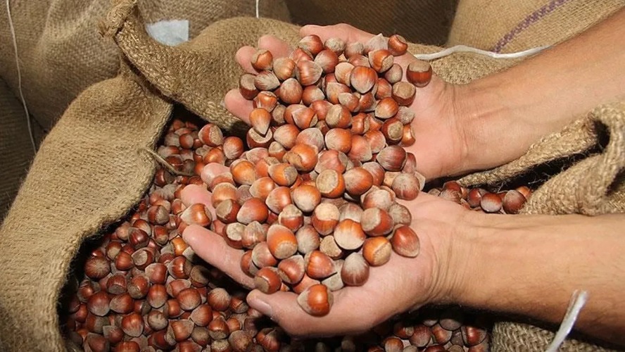 Fındık üreticileri dikkat: Fındık alım fiyatları açıklandı