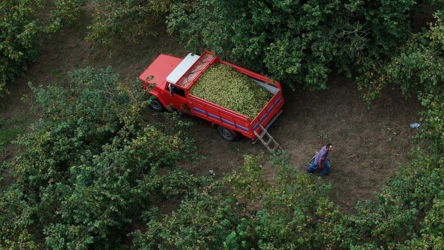 Karadeniz’de fındık hasadı başladı: Üreticiler bahçelerde