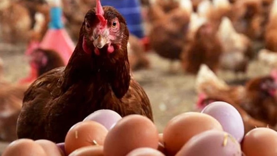 Kümes hayvancılığında et üretimi zirvede, yumurta geriledi