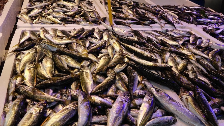 Karadeniz’de av yasağı bitti, tezgahlar balıkla doldu