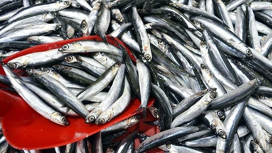 Karadeniz’de hamsi bereketi başladı: Tezgahlarda dikkat çeken fiyatlar