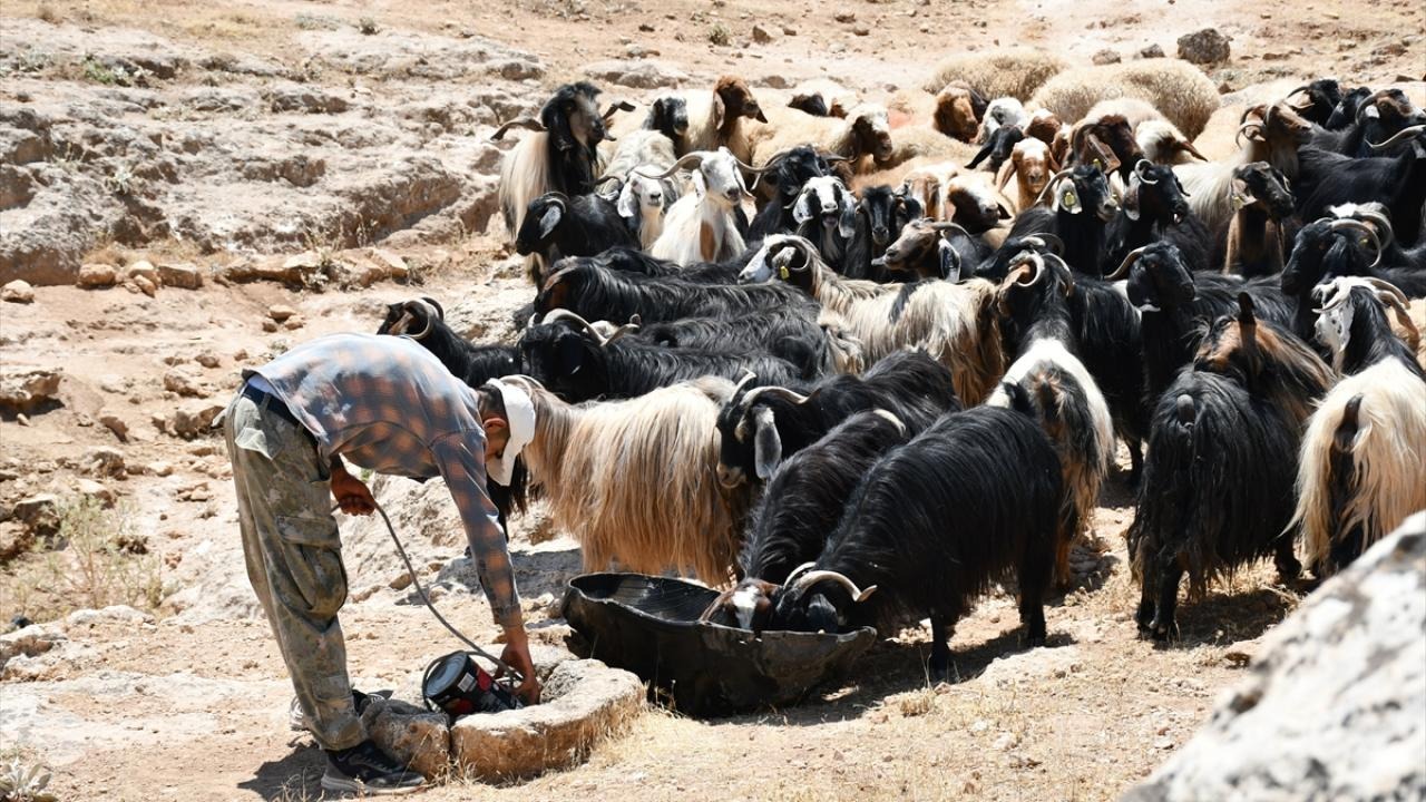 2025 hayvancılık destekleri açıklandı: Buzağıdan balıkçılığa kadar desteklerde büyük artış
