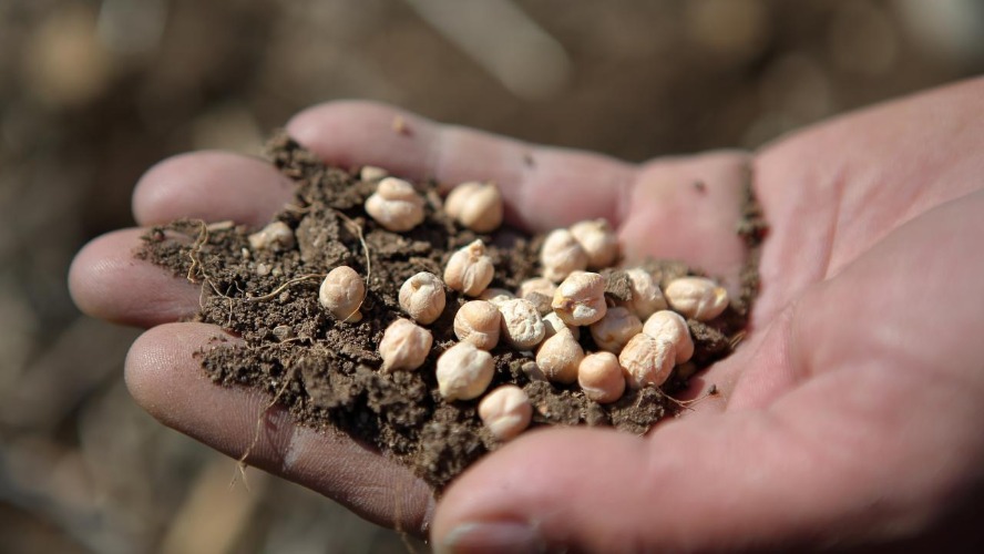 Nohutta tarihi kayıp: 200 kilodan 10 kiloya geriledi