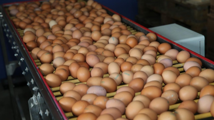 Türk yumurtası ABD pazarında rekor kırdı: İhracatı 4 katına çıktı