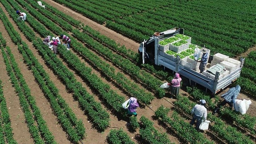 Bitkisel üretimde 2026 tahminleri açıklandı: Tahıl ve meyvede artış