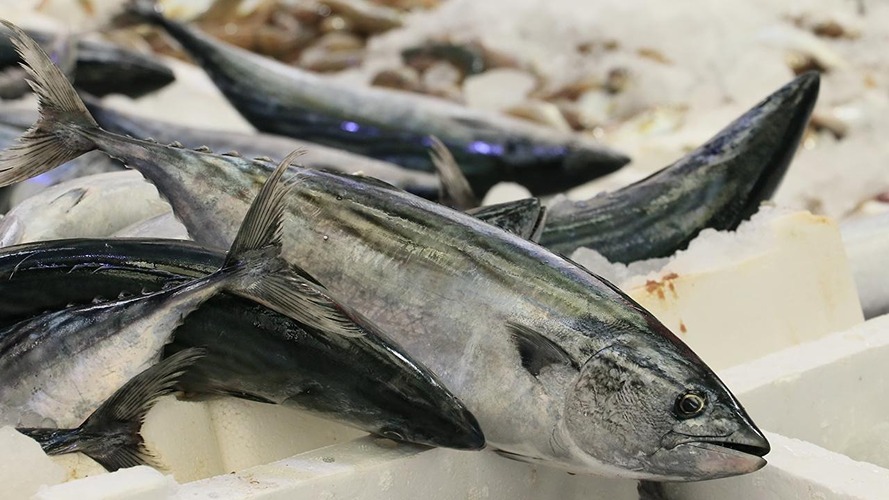 Doğu Karadeniz’de palamut krizi: Balıkçılar zor günler yaşıyor