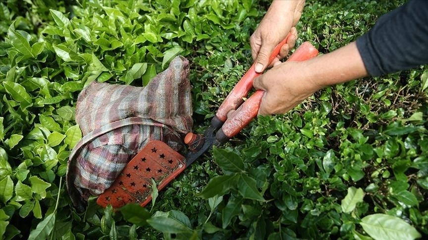 Türk çayı ihracatı ocakta yüzde 66 arttı