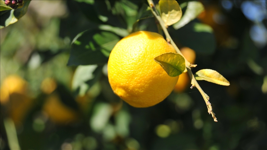 Limonda ithalat vergisi 31 Temmuz’a kadar yüzde 10 oldu