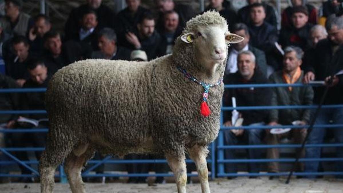 Türkiye’nin en pahalı merinos koçları açık artırmaya çıkıyor
