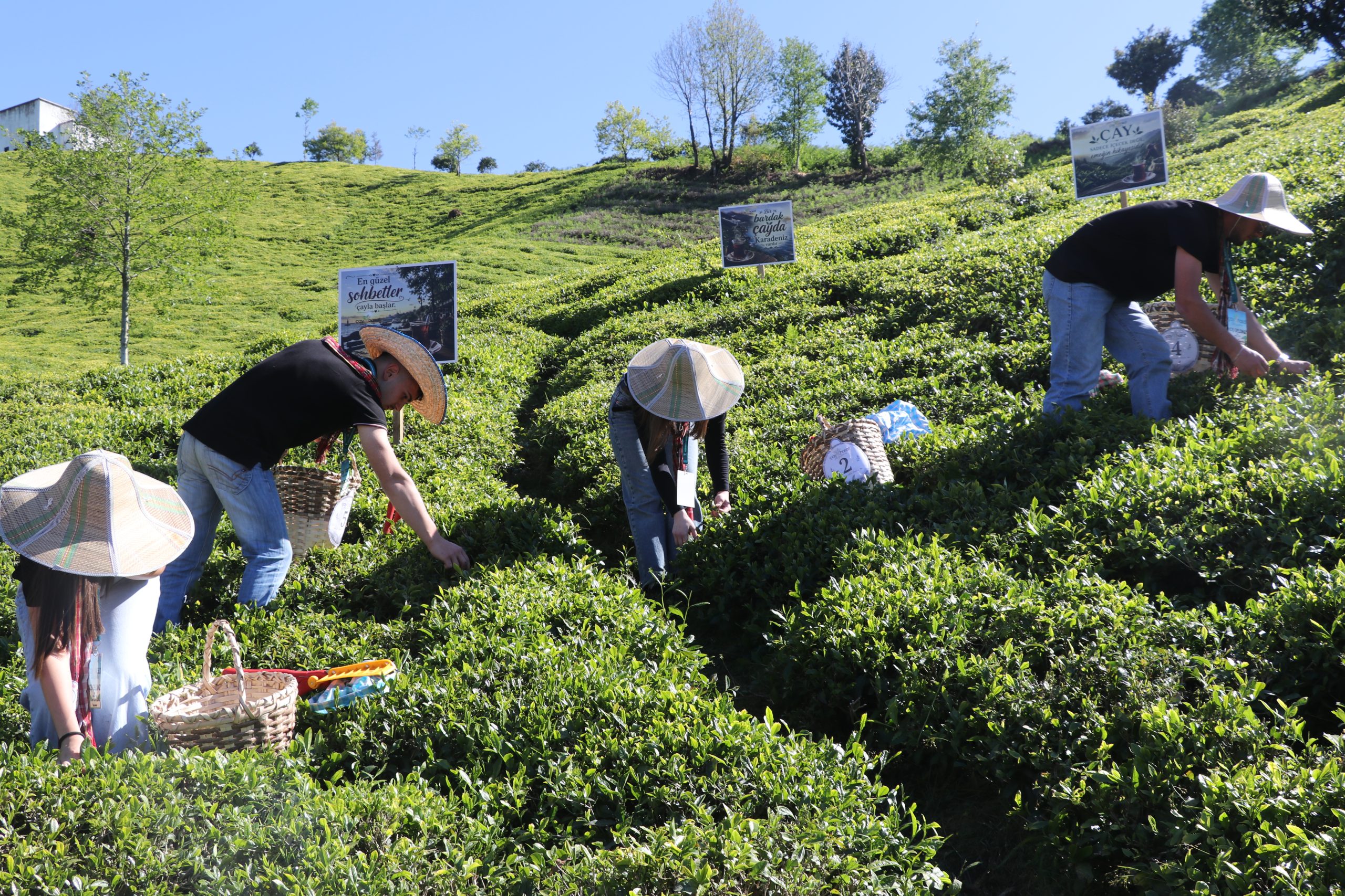 Rize’de çay hasadı coşkusu: Yeni sezon törenle başladı